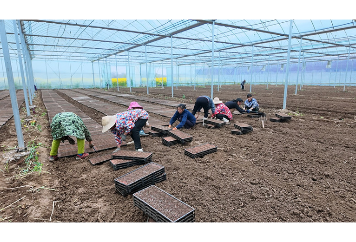 江南镇鸭栏村：智能大棚育秧忙 科技赋能助春耕