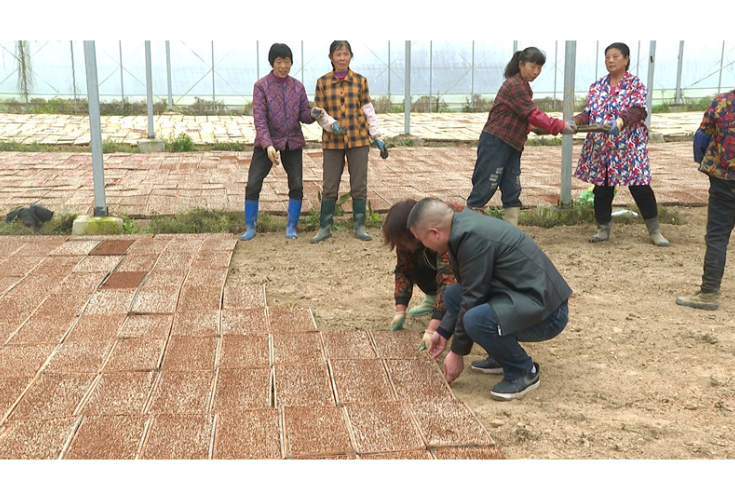 市农业农村局：农技服务到田间 阴雨不误春耕时