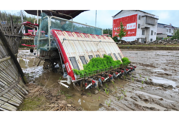五里牌街道楠木村：春耕正当时 早稻插秧忙