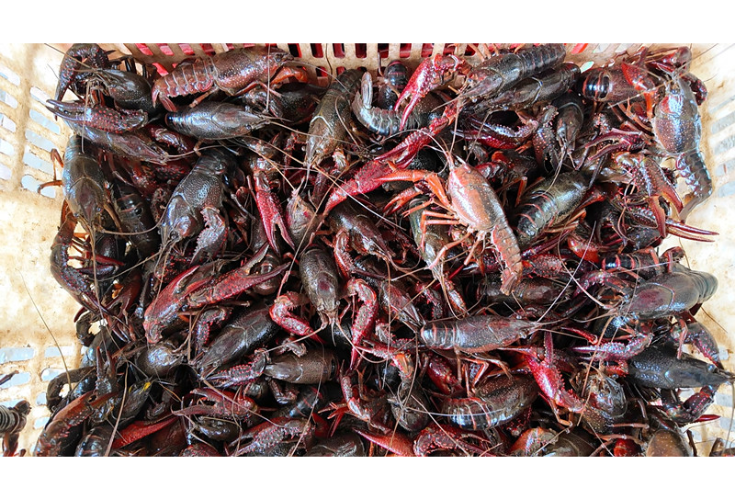 江南镇新洲村：稻虾共养绘新景 “一田双收”助振兴