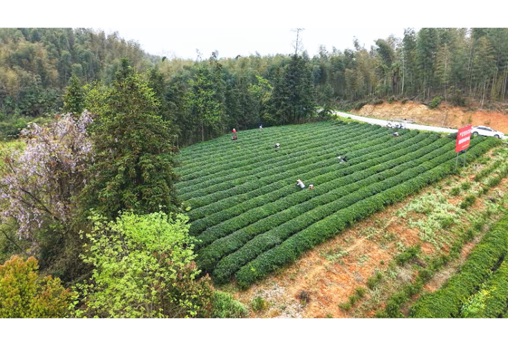 聂市镇三和村：春茶采制忙 就业增收旺