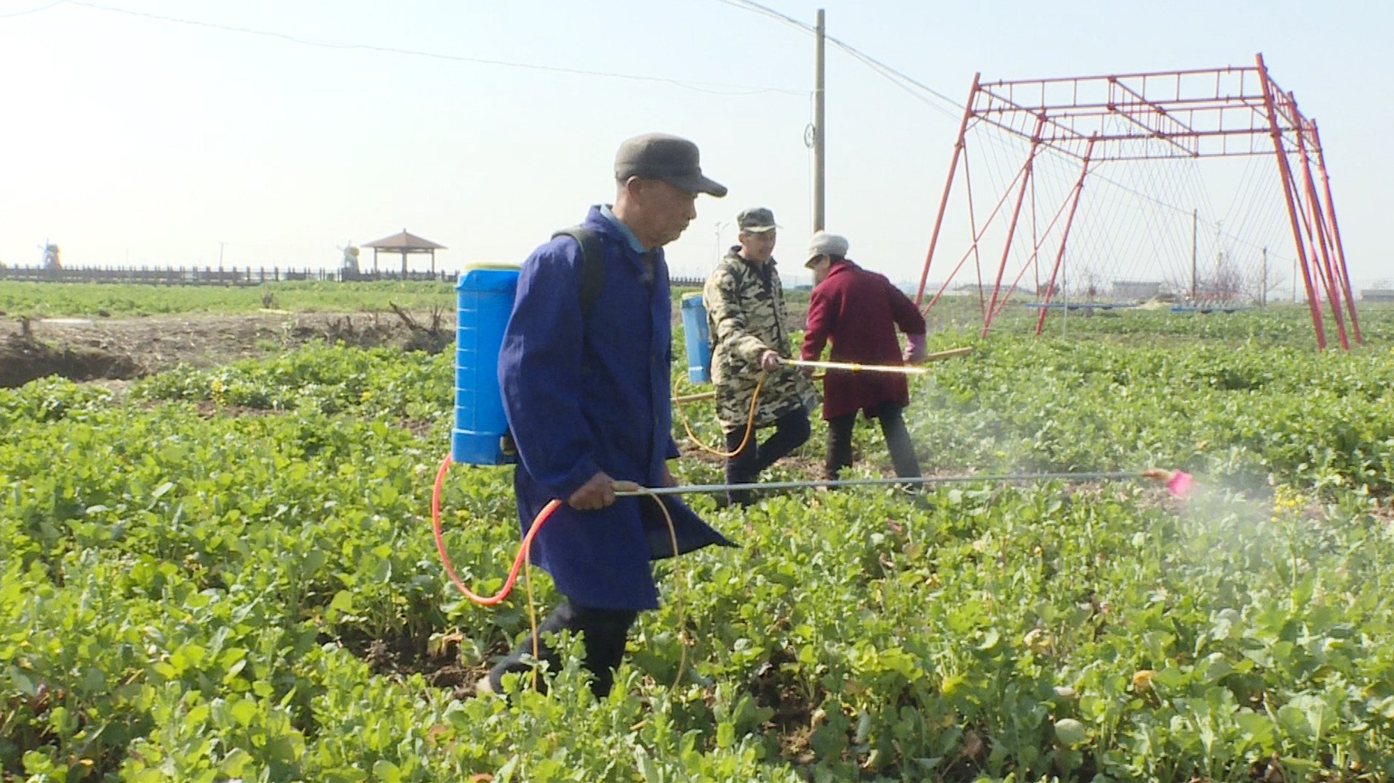 油菜花003.jpg 油菜花003.jpg