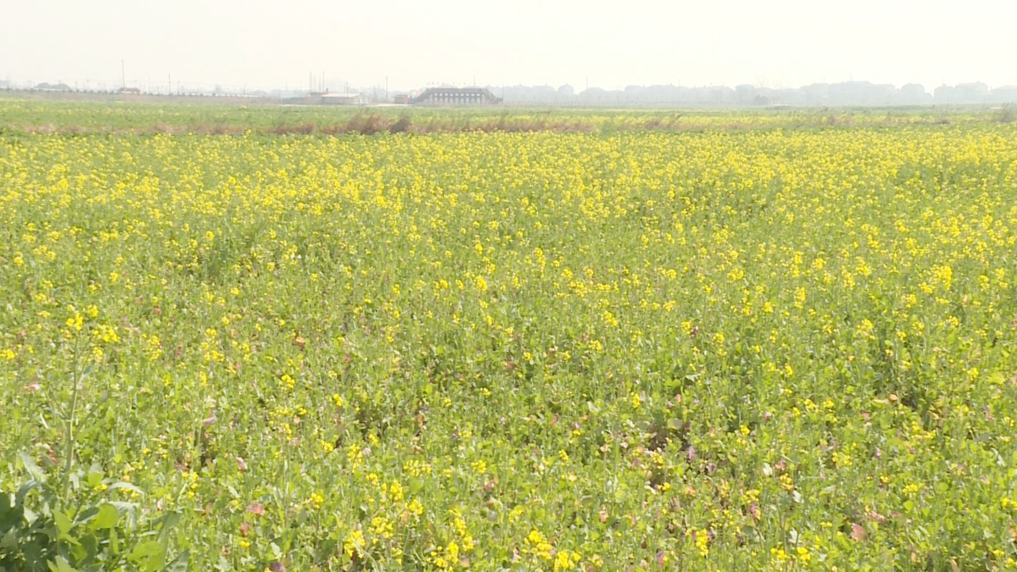 油菜花.jpg 油菜花.jpg