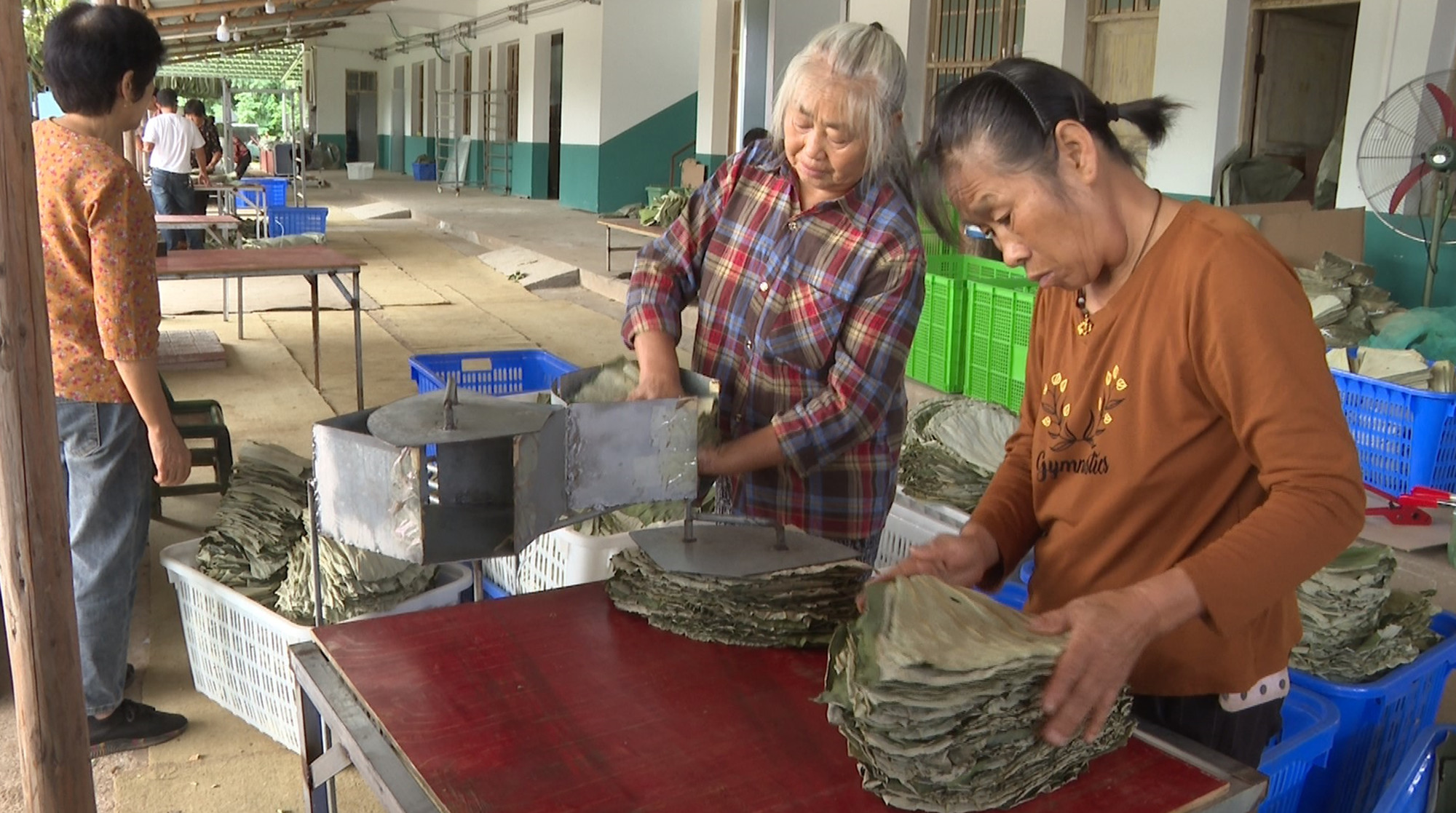 荷叶加工019_副本.jpg