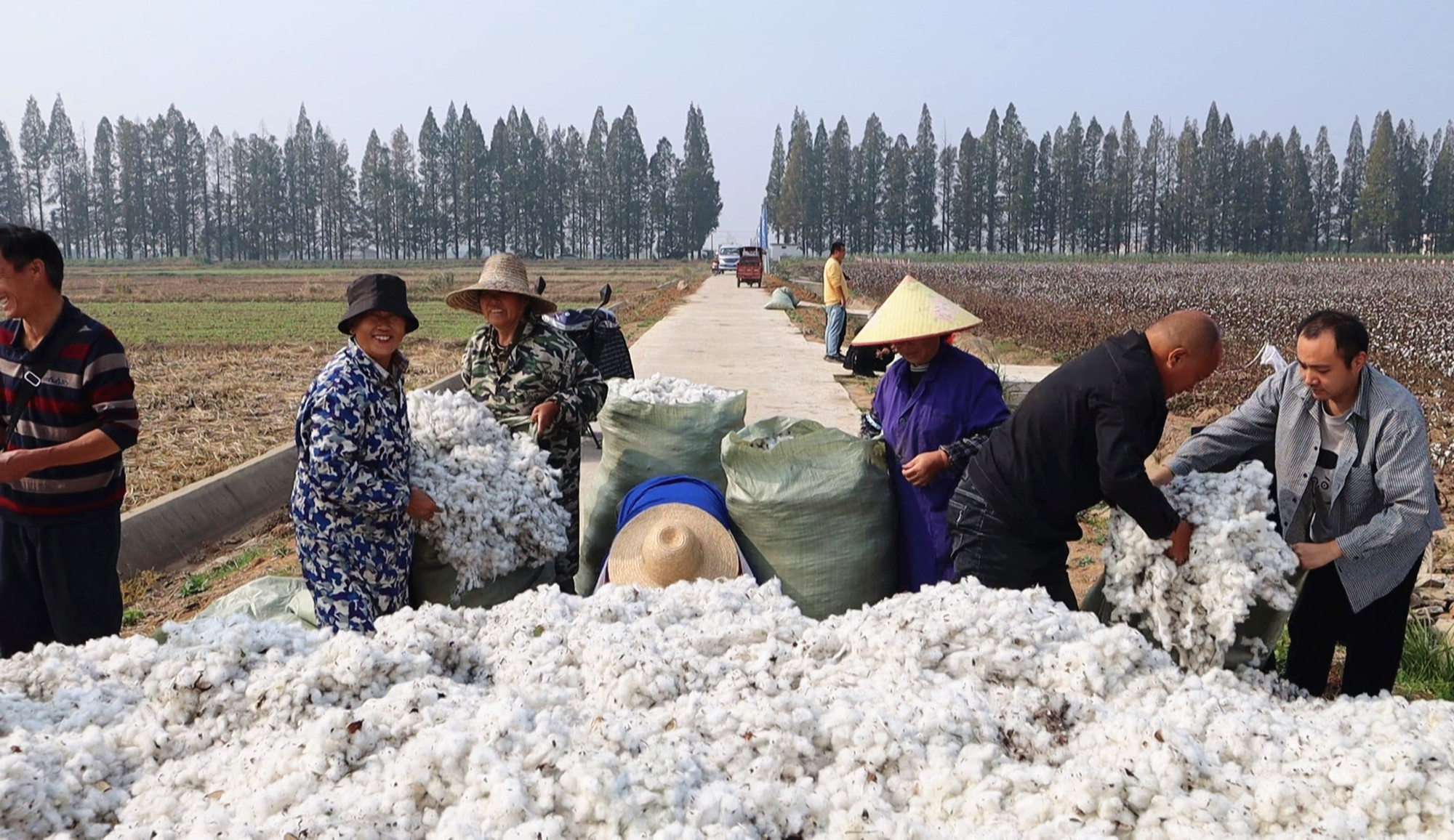 棉花010_副本.jpg