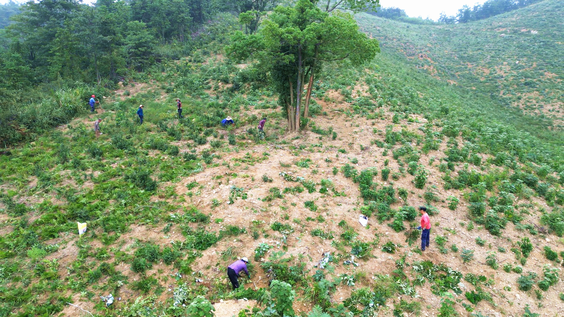 1014桃林镇苎麻社区：秋季茶园管护忙 蓄势春来茶飘香_副本.jpg