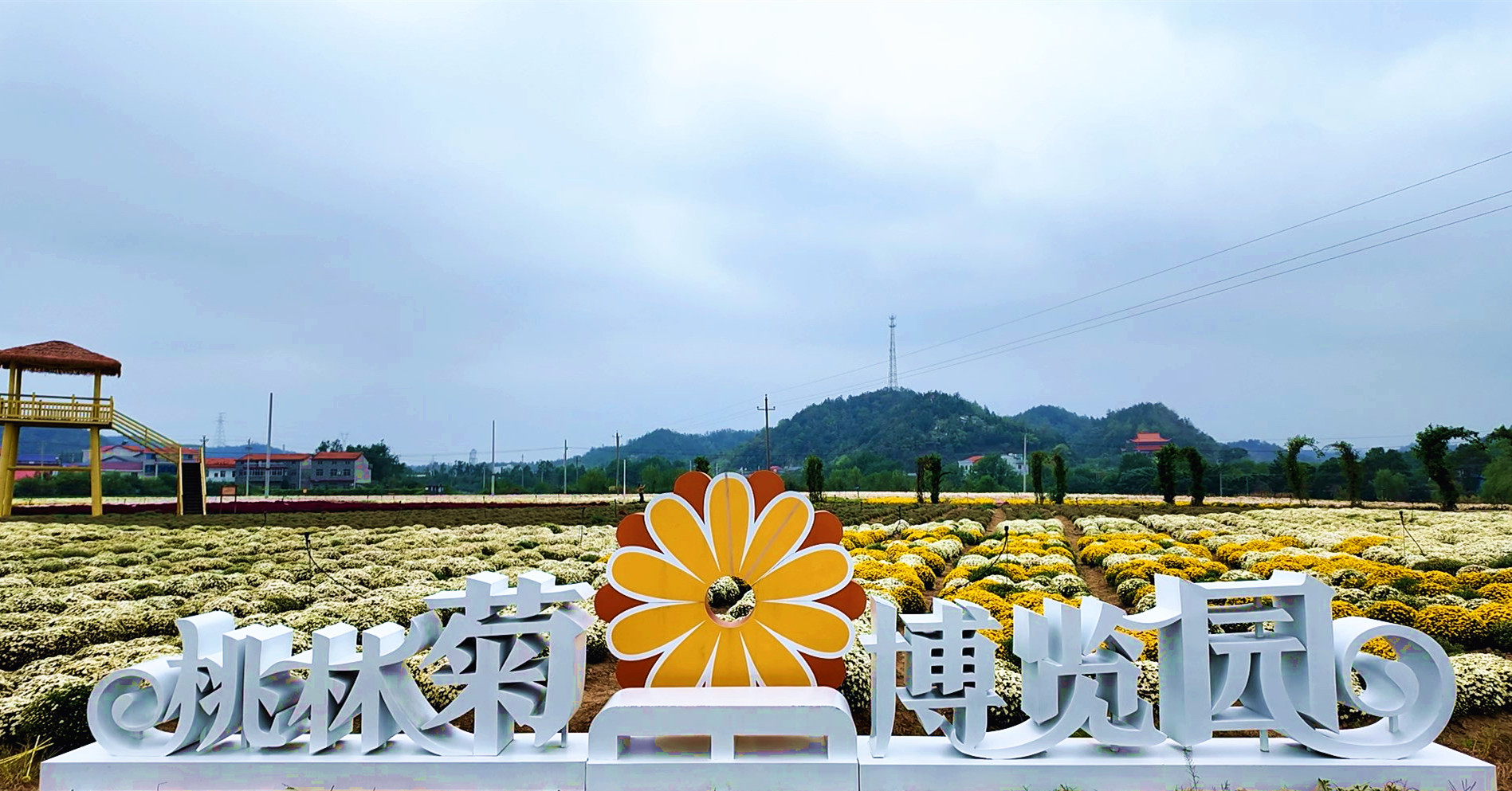 1015 桃林菊花博览园将于10月17日开园  助力文旅产业新发展2_副本.jpg