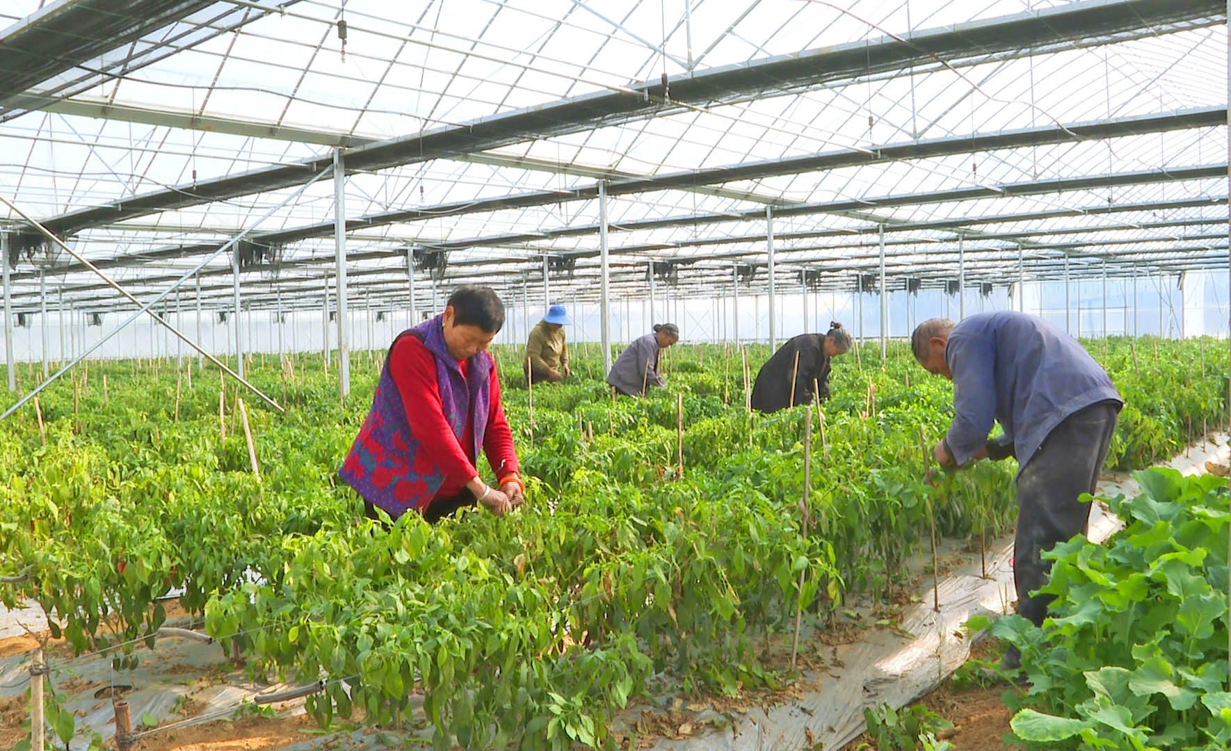 农时育秧6.jpg 农时育秧6.jpg