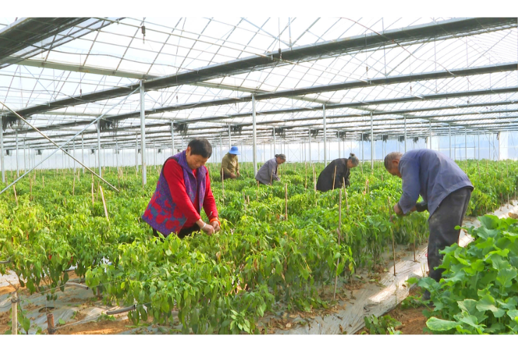 农时育秧 闲时种菜 我市智慧大棚激活土地潜能 亩均年增收超3万元