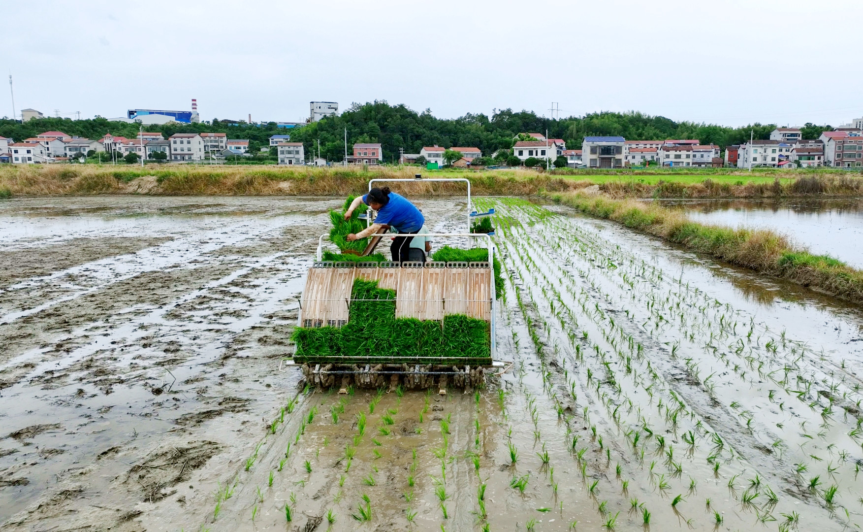 0723云湖街道：6200亩早稻颗粒归仓 晚稻抢种冲刺收官2_副本.jpg
