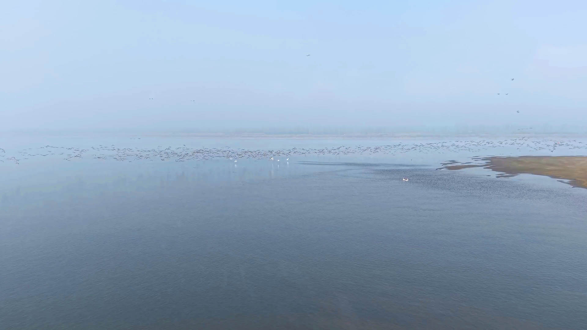 0204长江江南镇段：万鸟齐聚栖江岸 生态修复展新颜1.jpg