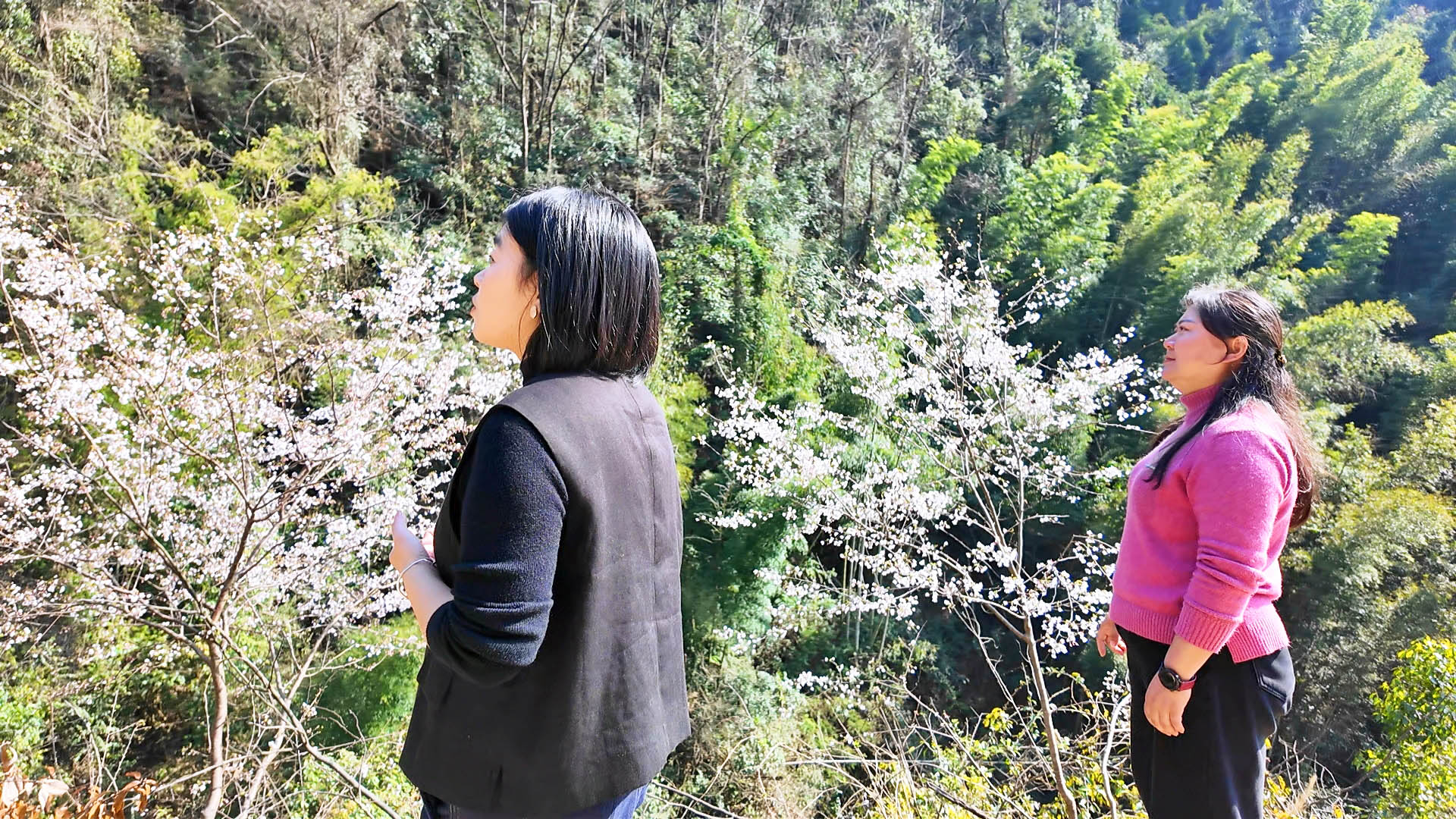 0312 詹桥镇壁山村：樱花盛放春光暖 游人如织赴春约1.jpg