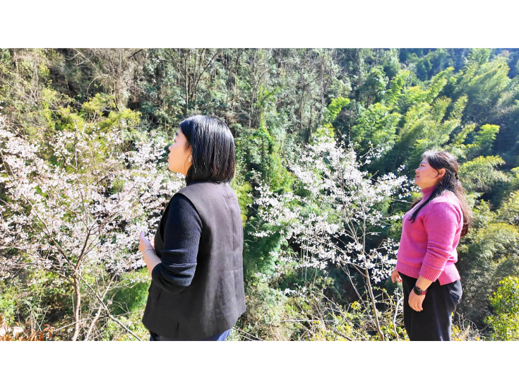 詹桥镇壁山村：樱花盛放春光暖 游人如织赴春约