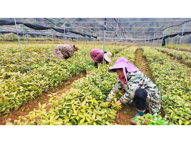 荆竹山国有林场:育苗兴产业 植绿惠民生