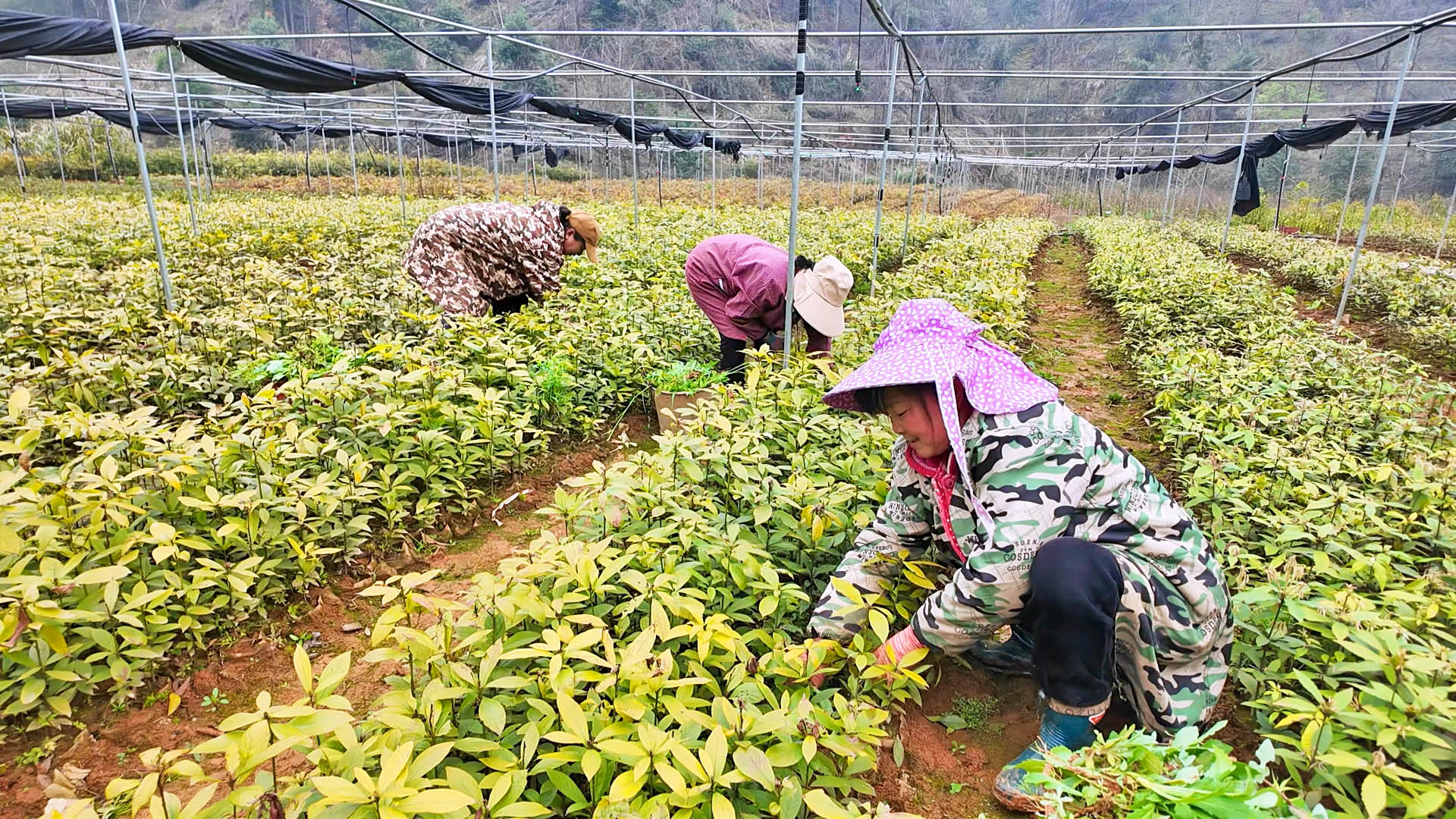 0326 荆竹山国有林场育苗兴产业 植绿惠民生1.jpg 0326 荆竹山国有林场育苗兴产业 植绿惠民生1.jpg