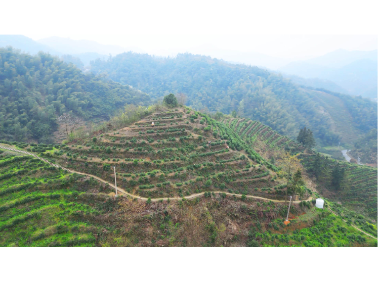 桃林镇：白石明前茶抢“鲜”开采  