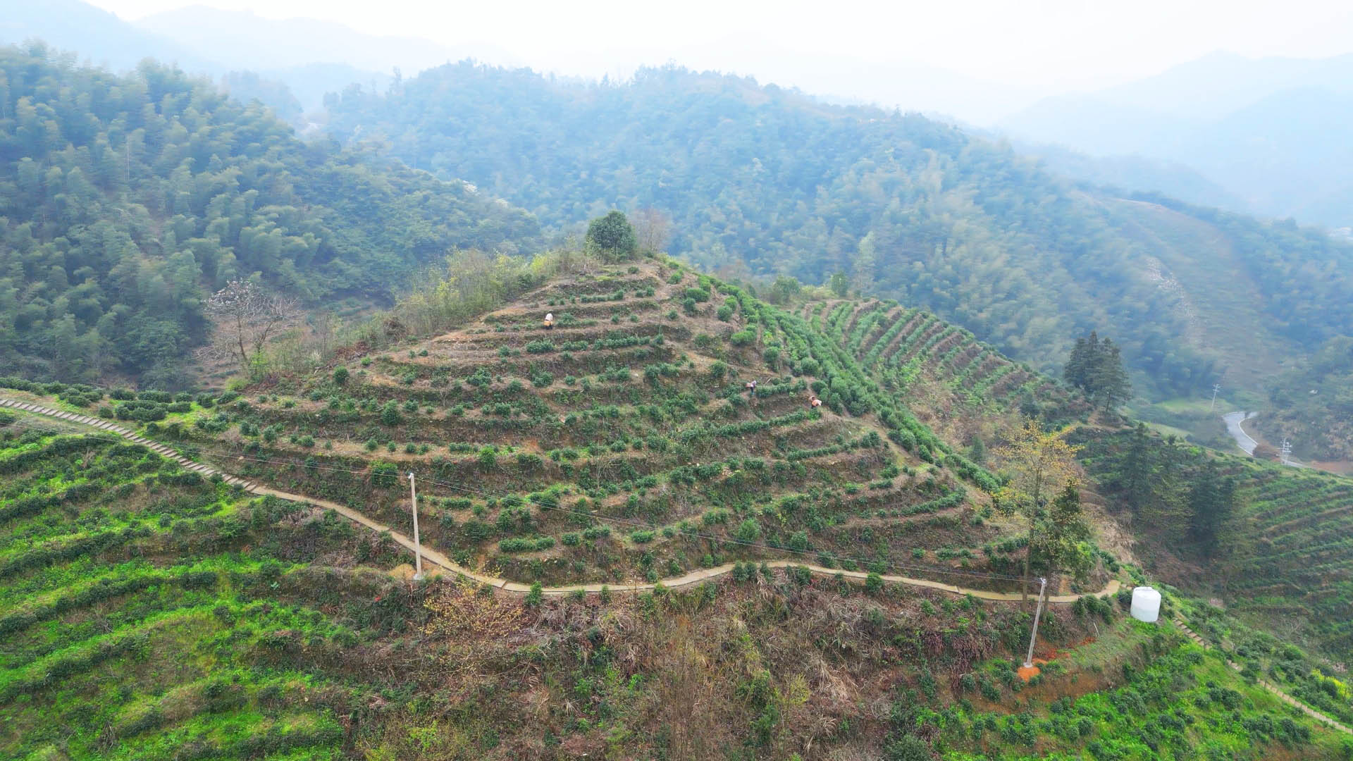 0401 桃林镇：白石明前茶抢“鲜”开采  高山好茶兴业助振兴1.jpg