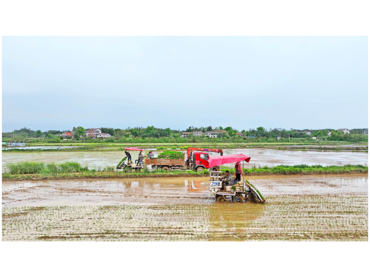 科技赋能抢农时 全市26.9万亩早稻栽插全面启动
