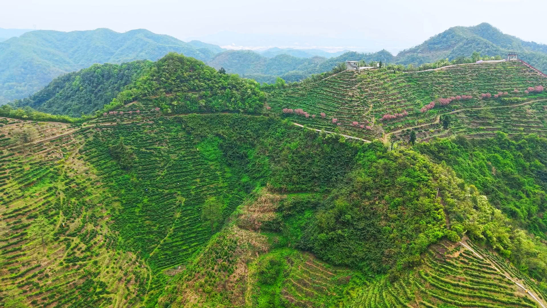 白石茶园1.jpg
