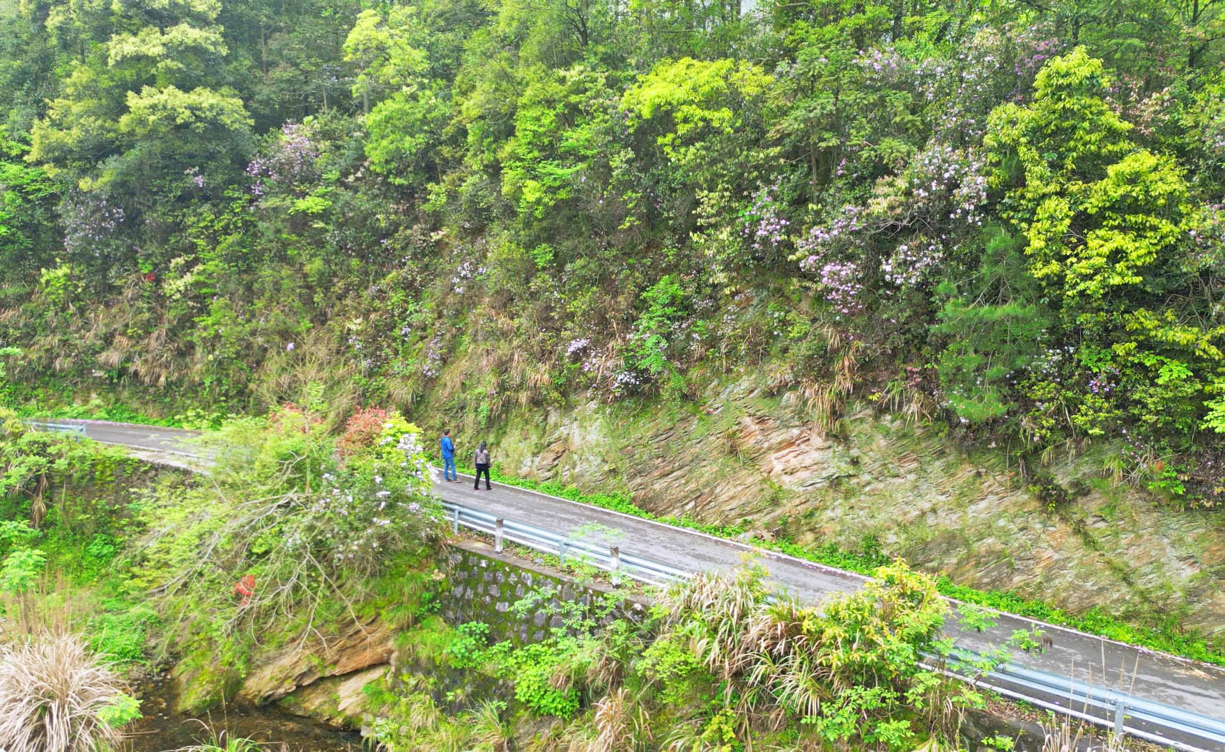 0414羊楼司镇龙窖山村:杜鹃花开春意浓3.jpg 0414羊楼司镇龙窖山村:杜鹃花开春意浓3.jpg