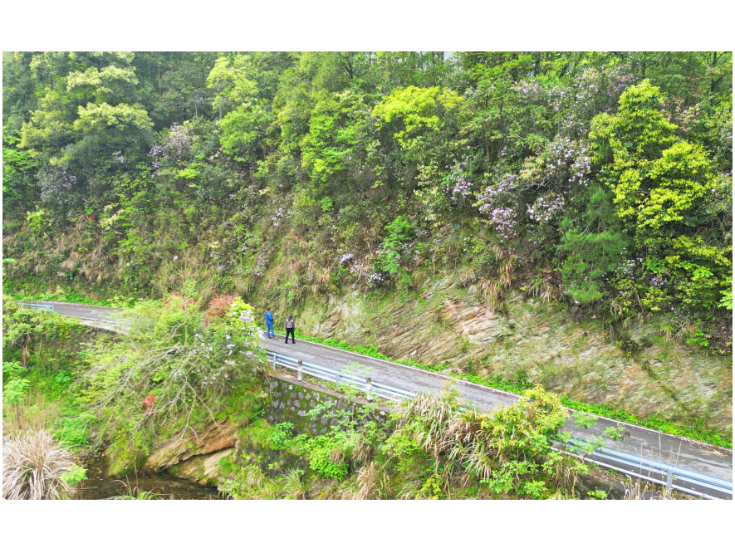 羊楼司镇龙窖山村：杜鹃花开春意浓