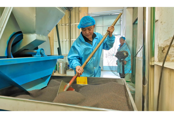忠防镇马家洞村：“金菜籽”榨出“致富油”小产业铺就增收路