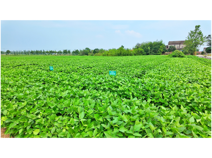 市农业农村局：推广带状复合种植 筑牢粮食安全根基