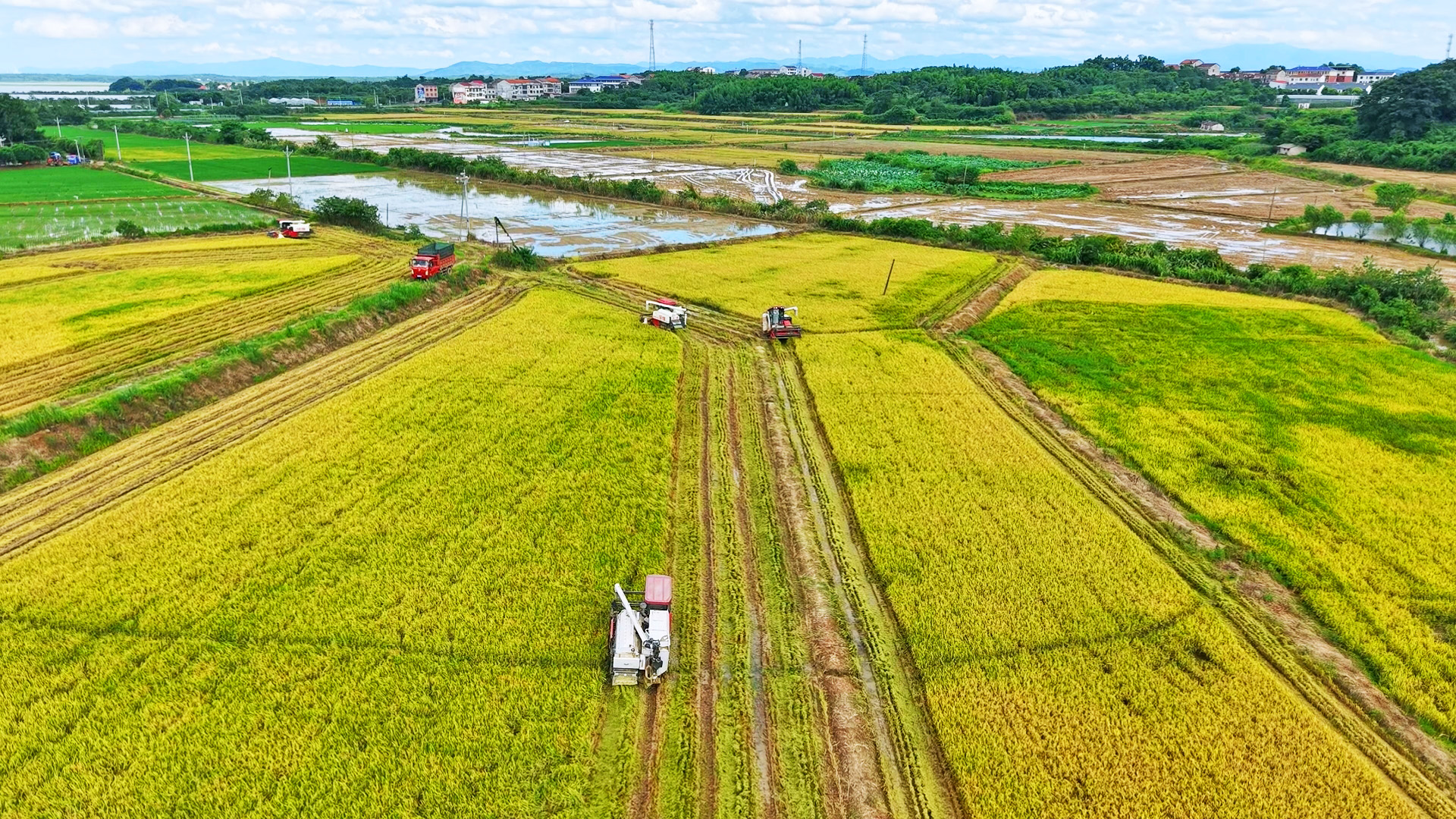 0709聂市镇:暴雨过后抢收早稻 多措并举保粮丰收5.jpg 0709聂市镇:暴雨过后抢收早稻 多措并举保粮丰收5.jpg