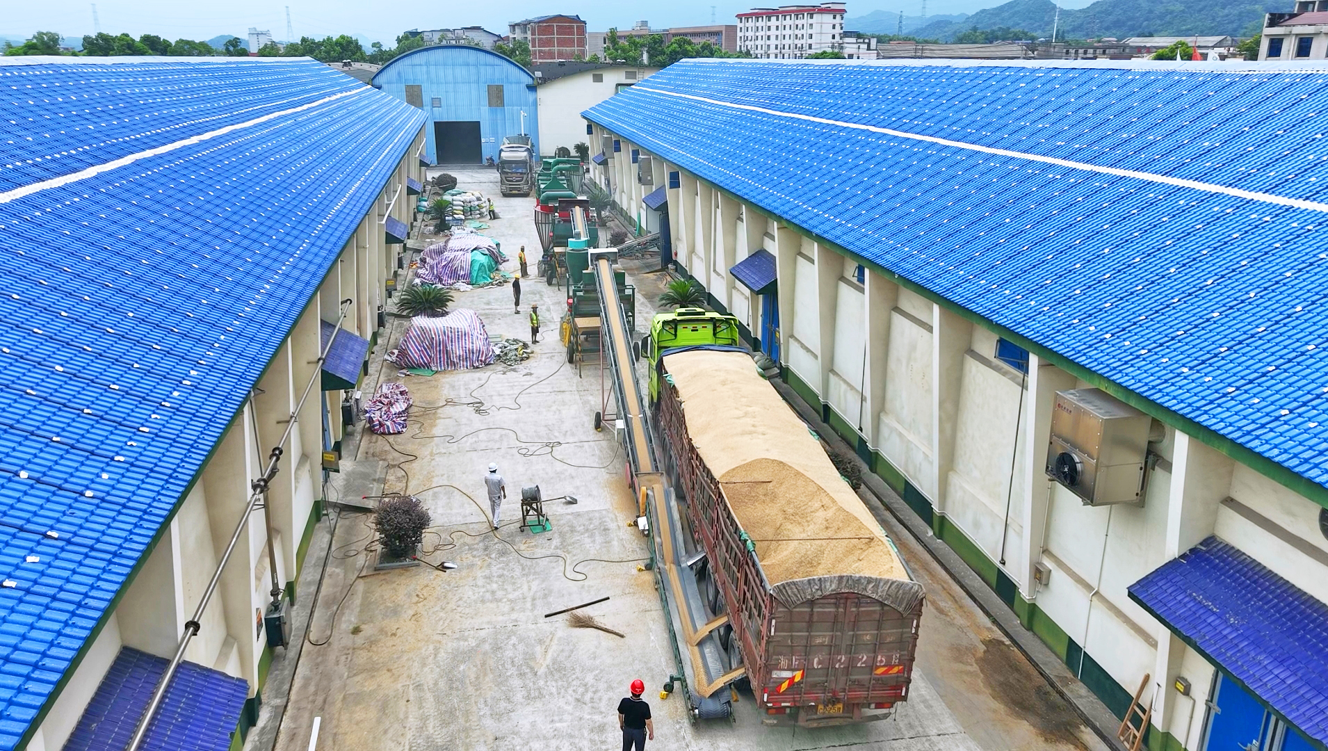 0811颗粒归仓正当时 我市早稻收购工作有序推进3.jpg 0811颗粒归仓正当时 我市早稻收购工作有序推进3.jpg