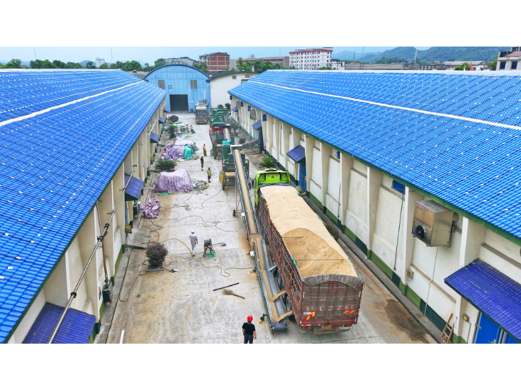 颗粒归仓正当时 全市早稻收购工作有序推进