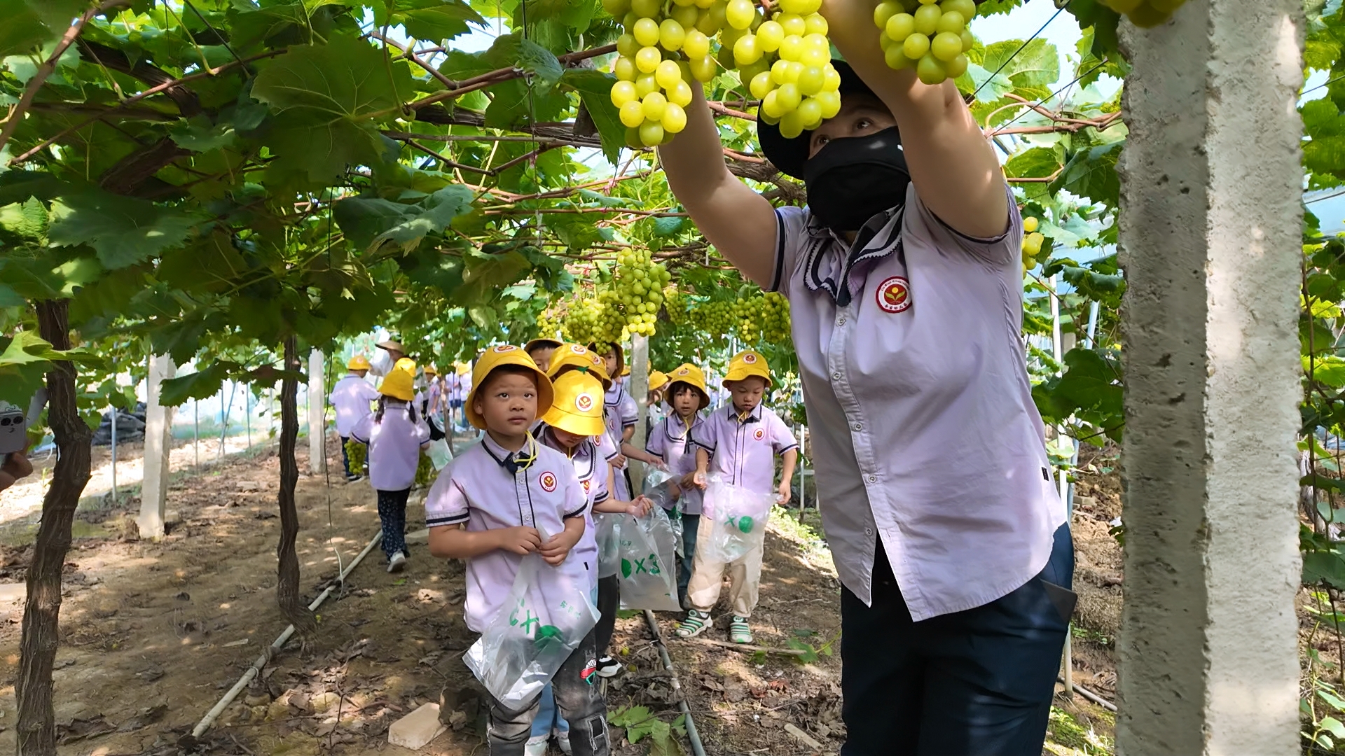 1012五里牌街道鸿鹤社区:葡萄园里开课堂 幼儿园萌娃采摘忙3.jpg 1012五里牌街道鸿鹤社区:葡萄园里开课堂 幼儿园萌娃采摘忙3.jpg
