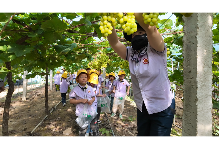 五里牌街道鸿鹤社区：葡萄园里开课堂 幼儿园萌娃采摘忙