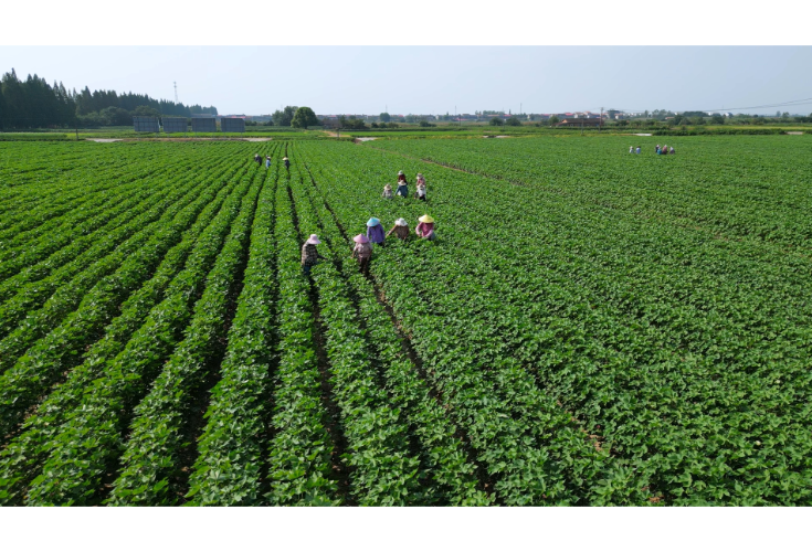 省棉花与蚕桑研究所专家组来我市指导棉花技术推广工作