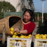  资兴市冰糖橙抢鲜上市