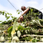 【新华社】湖南资兴：艾草种植助农增收