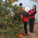 爱心助农 志愿者在行动
