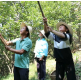 我们的节日·中秋｜州门司镇：打板栗 回娘家