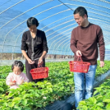 东江街道双溪村：初冬时节好“莓”景  40亩草莓抢鲜上市