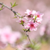 白廊桃花花正红  “桃花仙子”笑春风