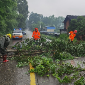 市公路建设养护中心及时排除行道树险情