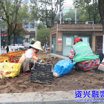 旅发进行时 | 鲜花扮城迎新春