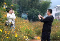 东江湖（白廊）环湖路： 碧水黄花引客来