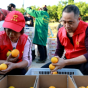 “橙心橙意，助农采收”志愿服务活动走进天堂坪 