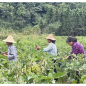 直击灾后重建｜兴宁镇税里村：全力降低农业生产损失