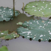 秋意渐浓 处暑时节话养生