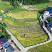走基层·秋收 ▏州门司镇丹坳村：金秋时节  抢收中稻