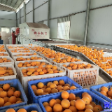 回龙山瑶族乡：冰糖橙喜丰收 产销联动促增收