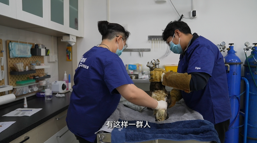 《新春走基层》优秀作品展播丨北京有家不打烊的猛禽医院