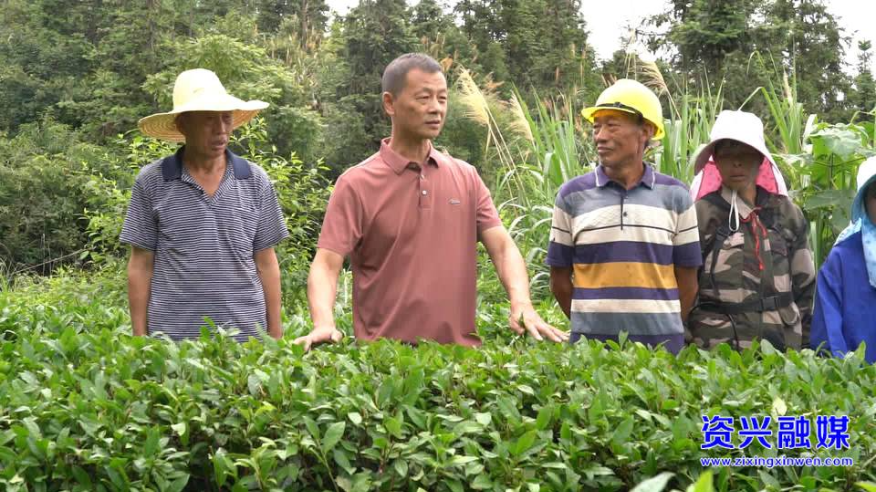 资润沃土 兴才筑梦③|肖文波:匠心二十载 茶香兴乡梓