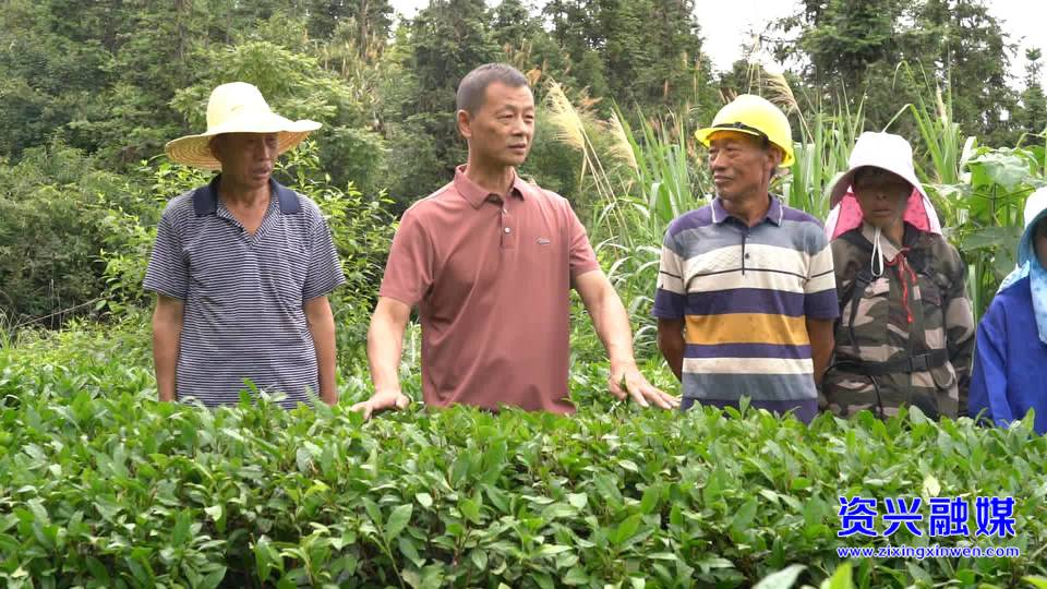 资润沃土 兴才筑梦③｜肖文波：匠心二十载 茶香兴乡梓